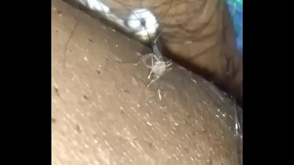 Yeni Mosquito sucking b klip Klipler