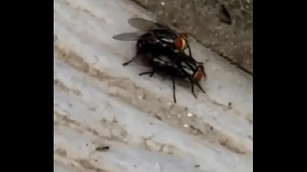 新鮮な flies fucking 個のクリップ クリップ